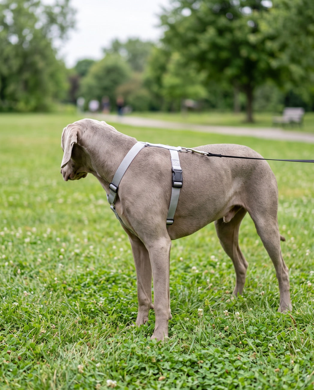 A dog wearing the nylon harness on a walk